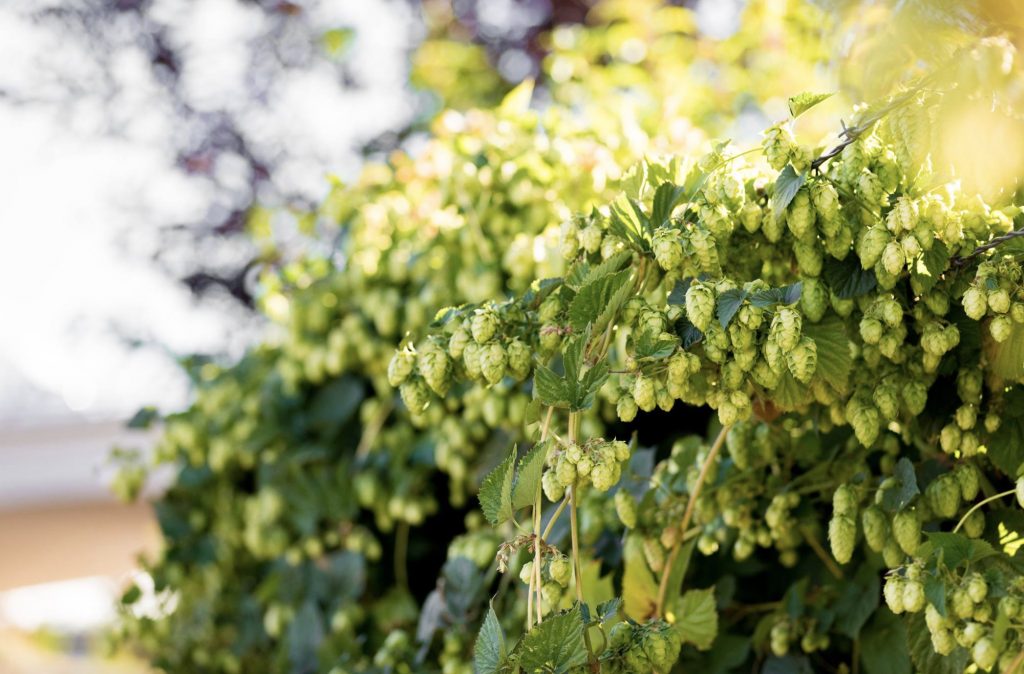 Crux釀酒廠座落於啤酒花的產地